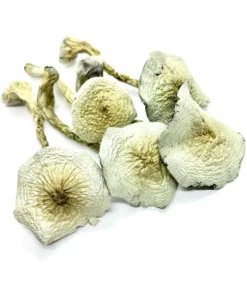 Grote Witte Monster Paddos