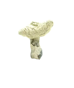 Leucistic Birma Paddos