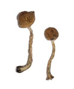 Malabar Magische Paddos