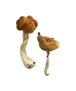 Maleise Magische Paddos