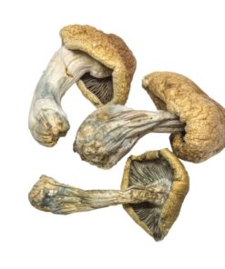 Penis Envy Magische Paddo