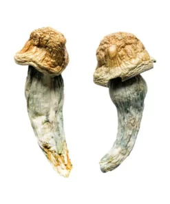 Penis Envy XL Magische Paddos