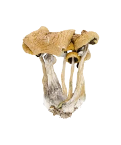 Psilocybe Baecoystis Magische Paddo