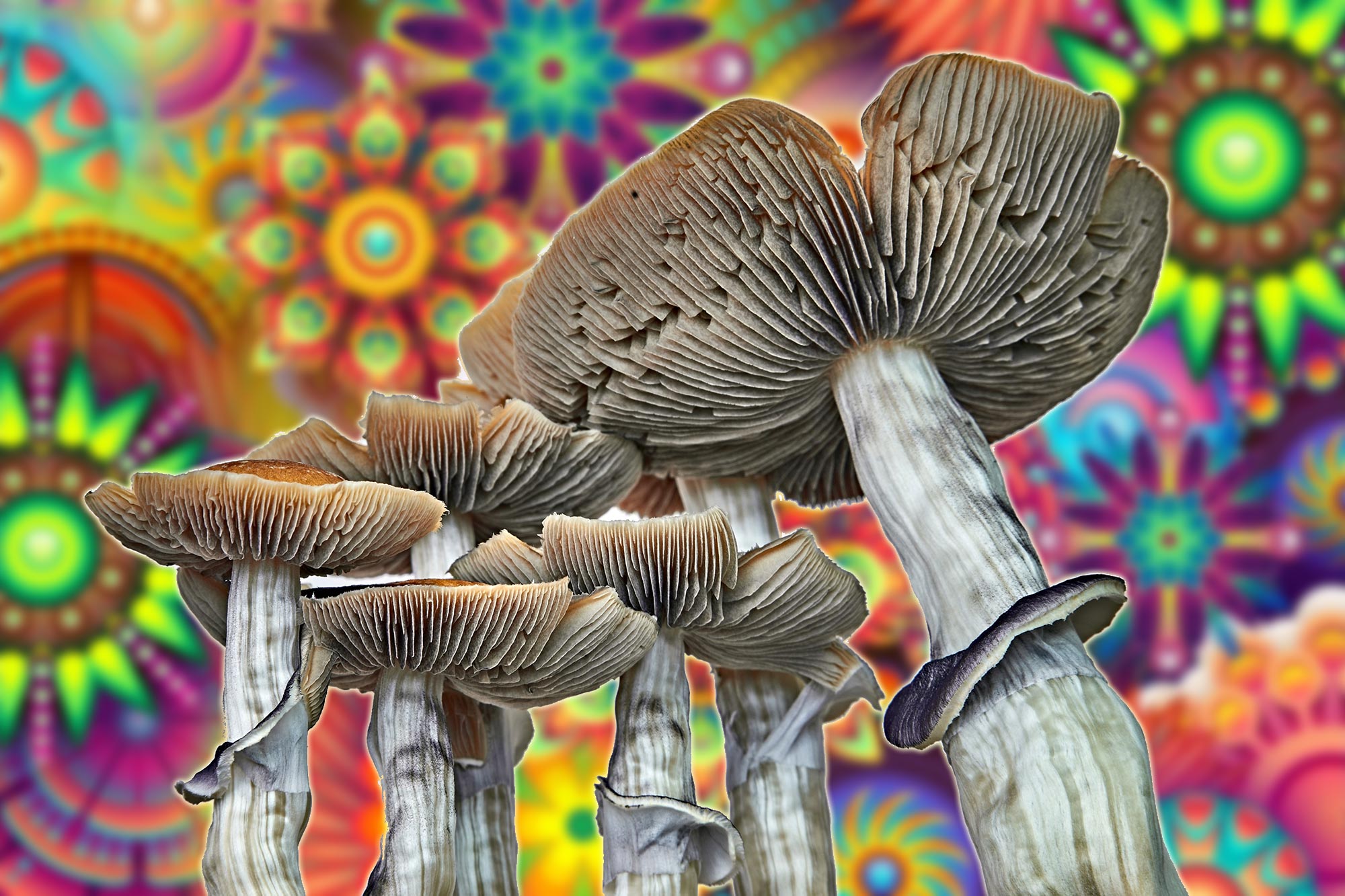 Psychedelica Winkel